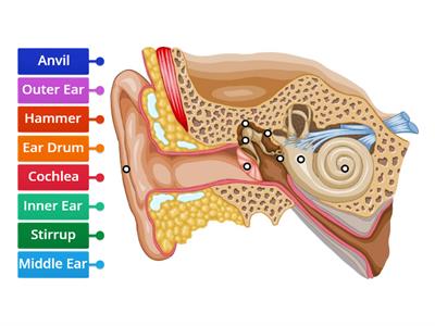 Parts of the Ear