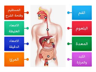 الجهاز الهضمي