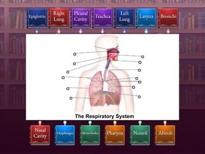 Parts of the Respiratory System