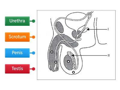 Male Reproductive System 