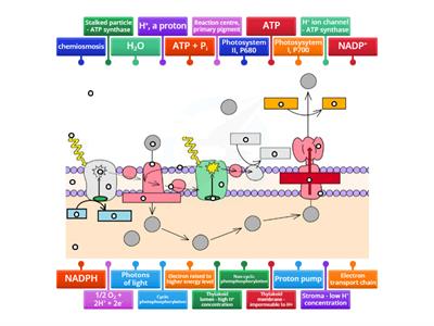 Light dependent matching task