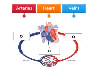 Circulatory System