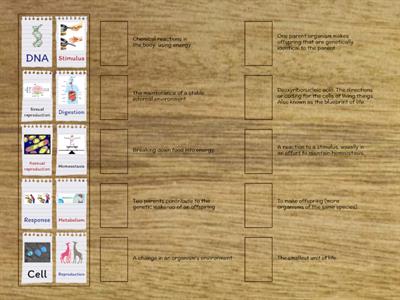 Characteristics of Life - Vocabulary Matching