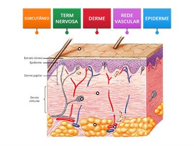 CAMADAS DA PELE