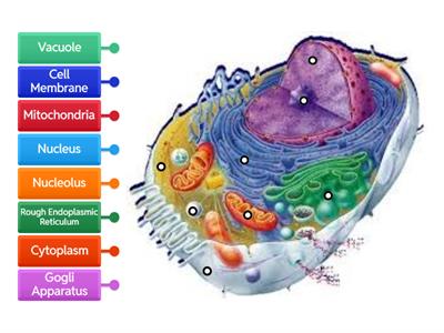 🔷DAY 14 Cell Organelles- Animal
