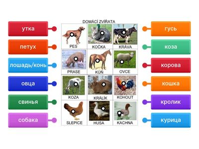 Domácí zvířata - JR