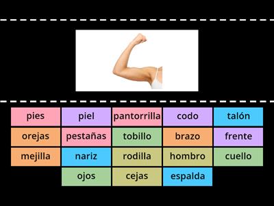 Partes del cuerpo