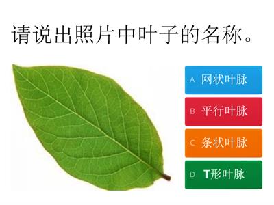 一年级科学-单元六：植物（Quiz）