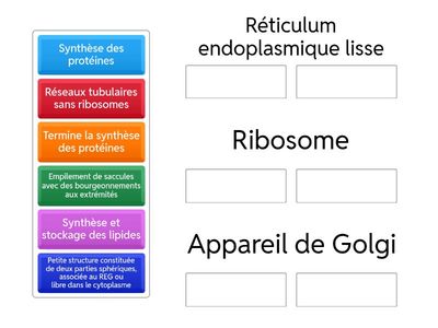 Les Cellules Ultrastructure Organites suite
