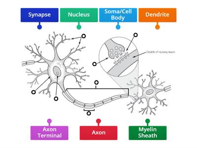 The Neuron