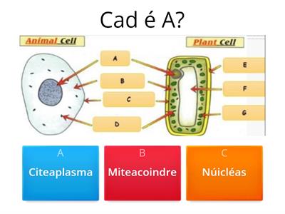 Cealla a lipéadaigh 