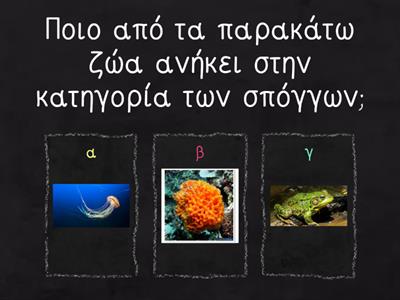 Ασπόνδυλα ζώα