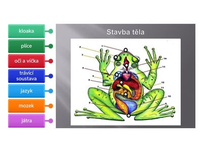 stavba těla žáby