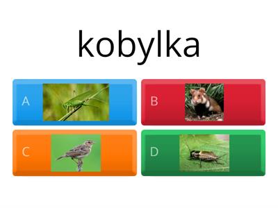 POLE - ŽIVOČICHOVÉ