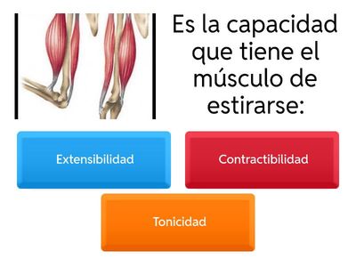 Sistema Muscular