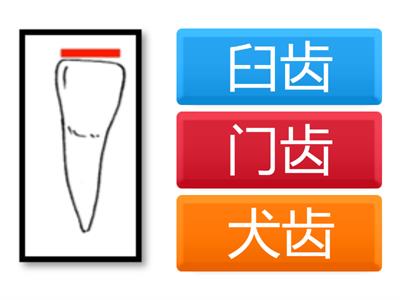 三年级科学 - 认识牙齿