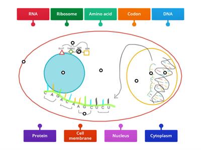 DNA ---> RNA ---> Protein 