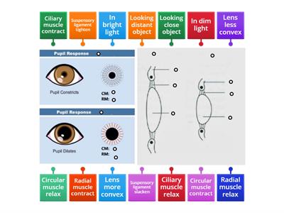 Pupil reflex and Accommodation 