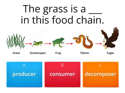 Food Chains