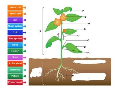 LC Biology - Plant Structure