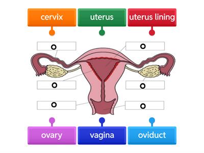 Female Reproductive System