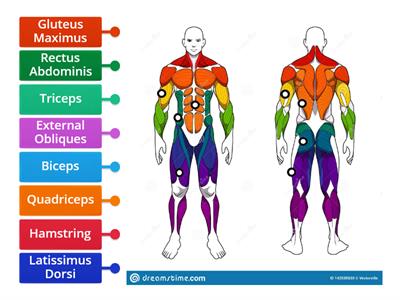 Muscular System