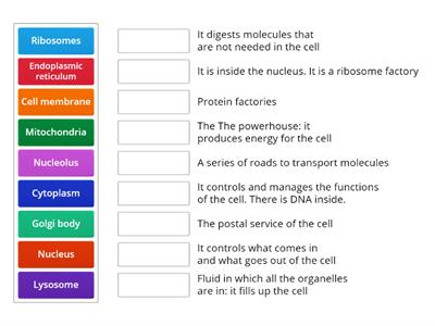 Animal cell - organelles - functions