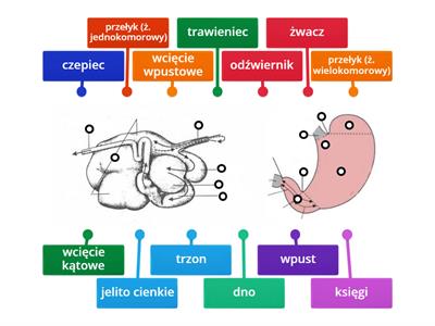 budowa - żołądek wielokomorowy i jednokomorowy