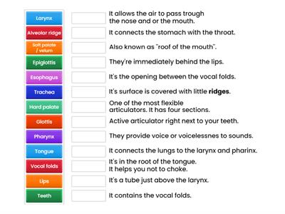 Articulatory phonetics