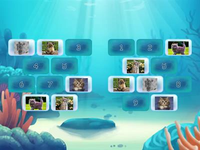 Память. Котики