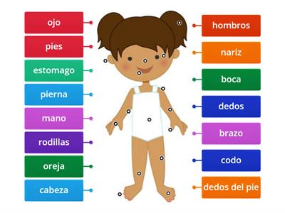 Las partes del cuerpo