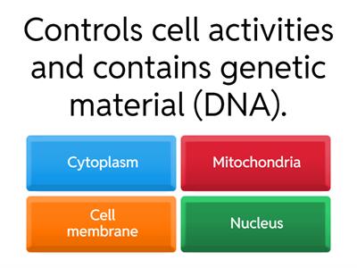 Cell Structure: Structure to Function Quiz