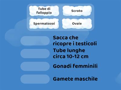 apparato riproduttore 🤓