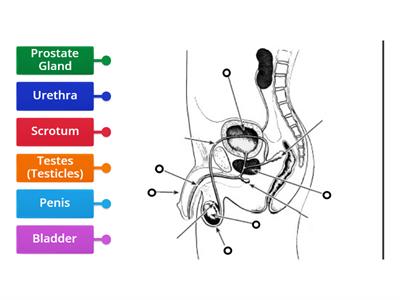 Male Reproductive System for AP