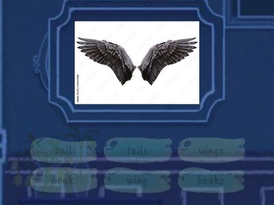 Plural Nouns (Animals Bodies)