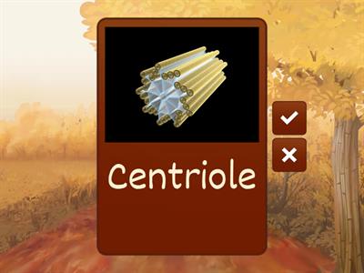 Cell Structure and Function