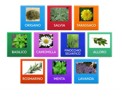 Le piante aromatiche