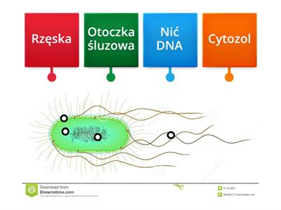 biologia 5 klasa 2 dział komórki 