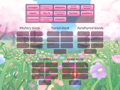 C10. Endocrine Sys - Gland & Hormone (P1)