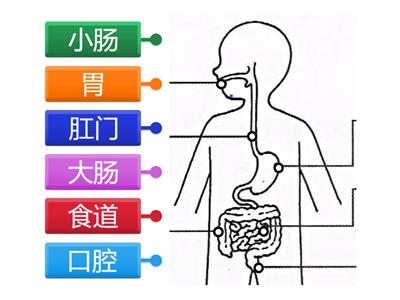 消化  三年级科学