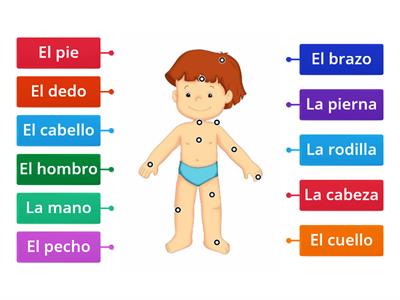 Partes del cuerpo - Vocabulary 1c