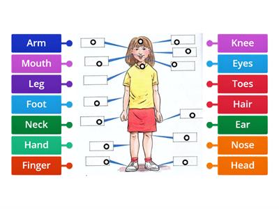 Parts of the body