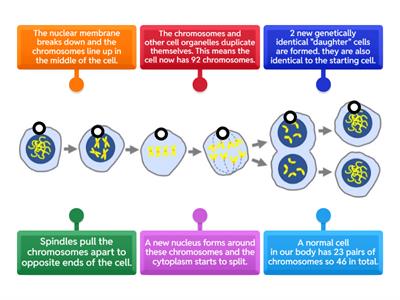 Cell Division - Mitosis - Labelling