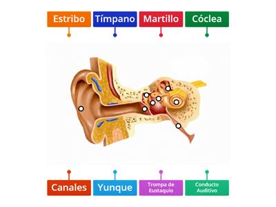 Percepción del entorno: el oído