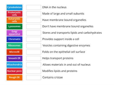 Cell Structure