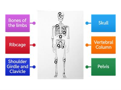 The Skeletal system 