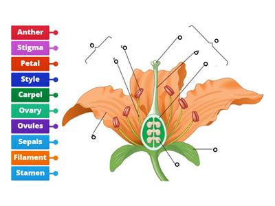 Parts of the flower