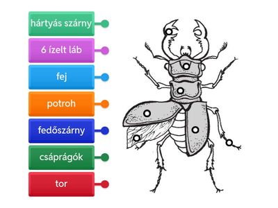 3. Szarvasbogár részei