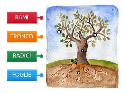 SCIENZE - L'ALBERO