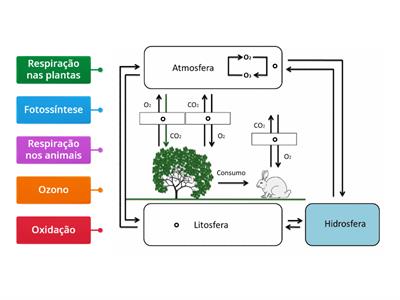 Ciclo do oxigénio